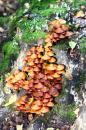 rambouillet 37 * 5184 x 3456 * (9.14MB)